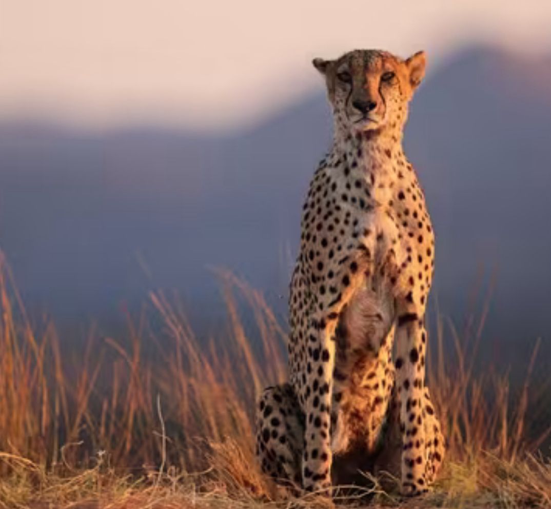 canon eos 1d x mark iii – reflex numérique plein format professionnel canon eos 1d x mark iii – reflex numérique plein format professionnel